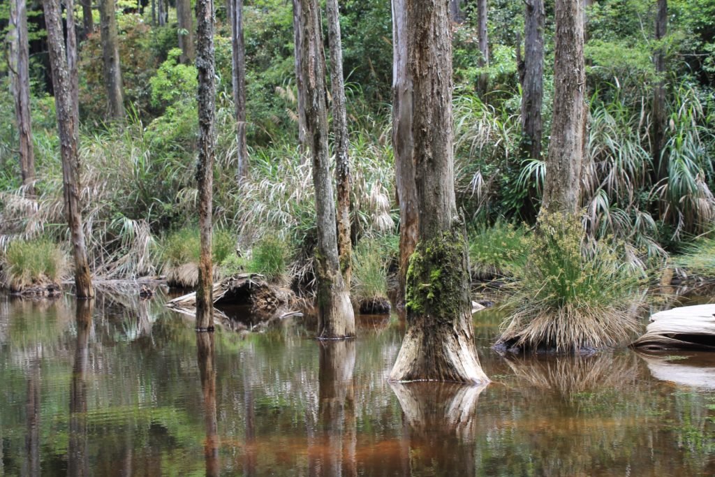 The dead trees of Wangyou Forest