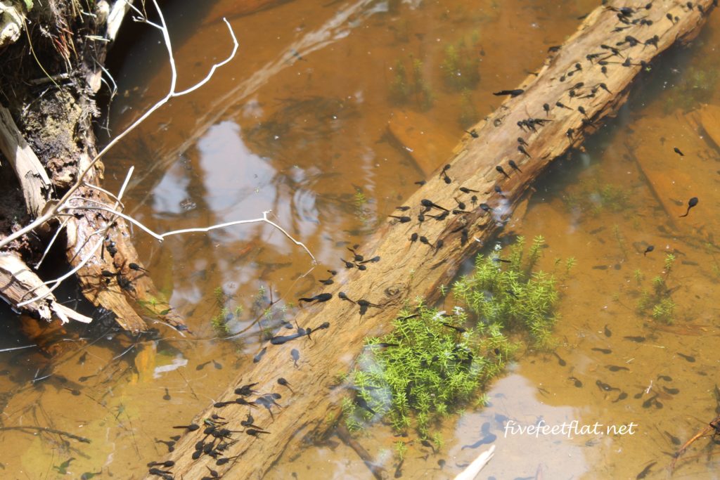 Quite the orchestra when these tadpoles grow up...